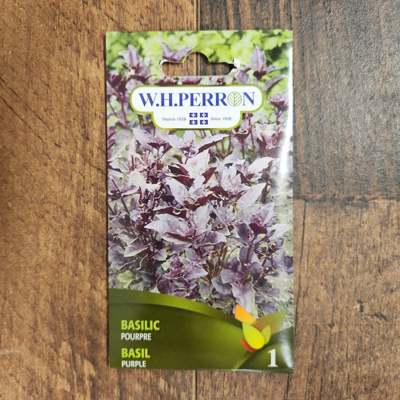 Basilic pourpre ( Ocimum basilicum )