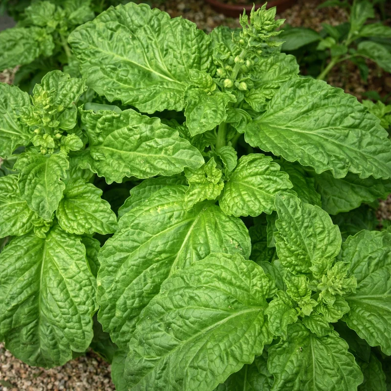 Basilic à feuille de laitue ( Ocimum basilicum )