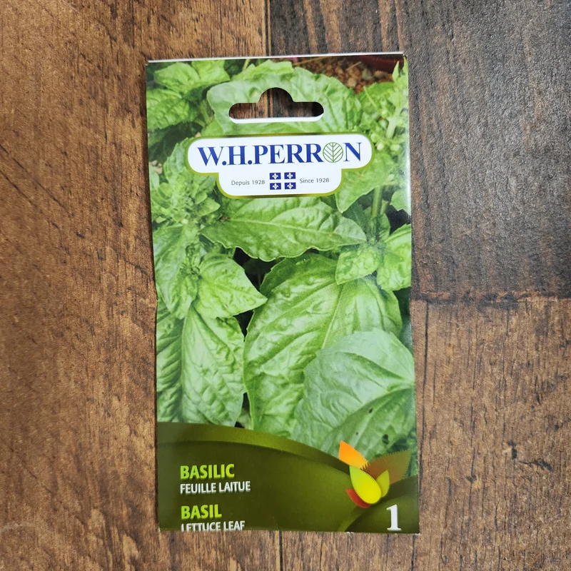 Basilic à feuille de laitue ( Ocimum basilicum )