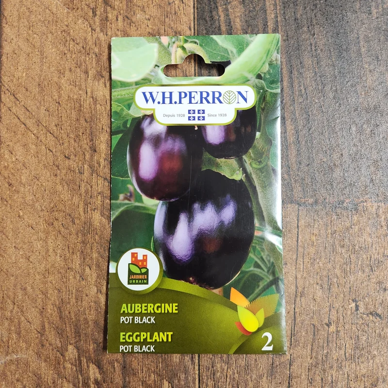 Aubergine 'Pot Black'
