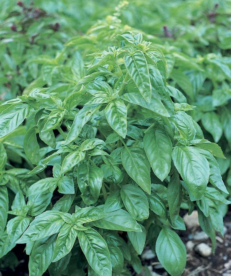 Basilic bio ( Ocimum basilicum ‘Grand Vert’)