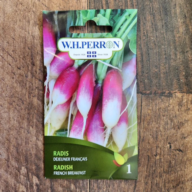 Radis ( Raphanus sativus ‘Déjeuner Français’)