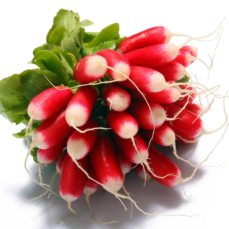 Radis ( Raphanus sativus ‘Déjeuner Français’)