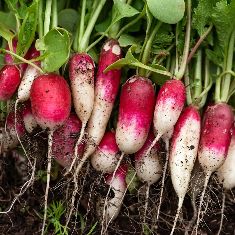 Radis ( Raphanus sativus ‘Déjeuner Français’)