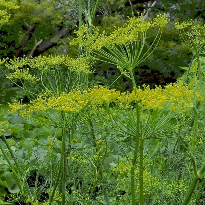 Aneth ( Anethum graveolens ‘Dukat’)
