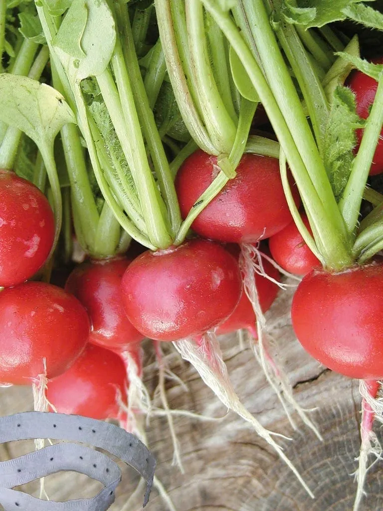 Radis sur ruban ( Raphanus sativus ‘Cherry Belle’)