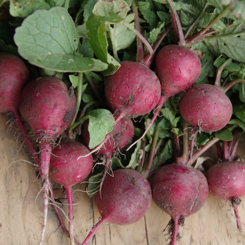 Radis sur ruban ( Raphanus sativus ‘Cherry Belle’)