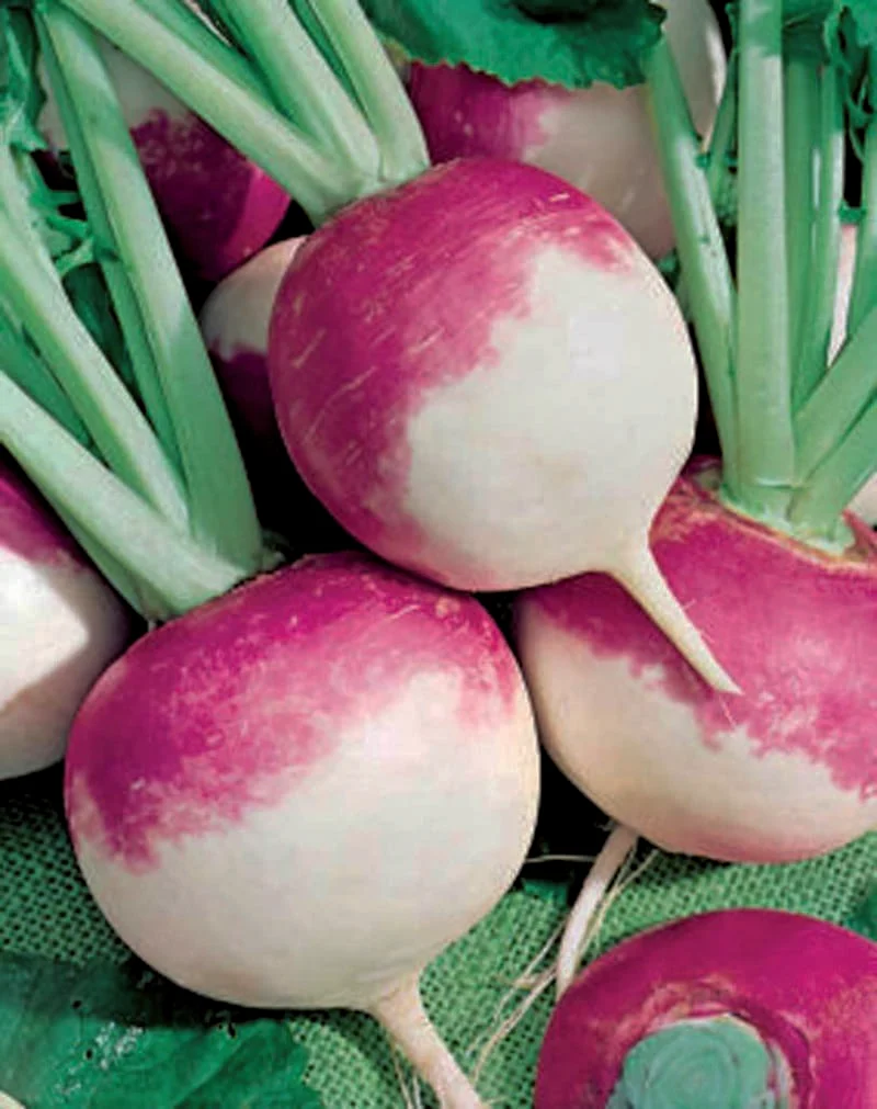 Navet blanc globe à collet violet bio ( Brassica rapa )