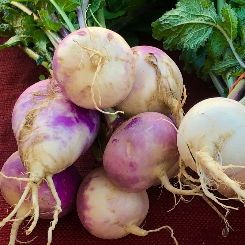 Navet blanc globe à collet violet bio ( Brassica rapa )