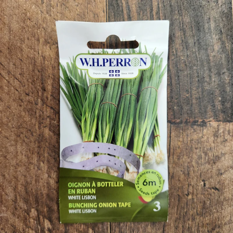 Oignon à botteler sur ruban ( Allium cepa ‘White Lisbon’)