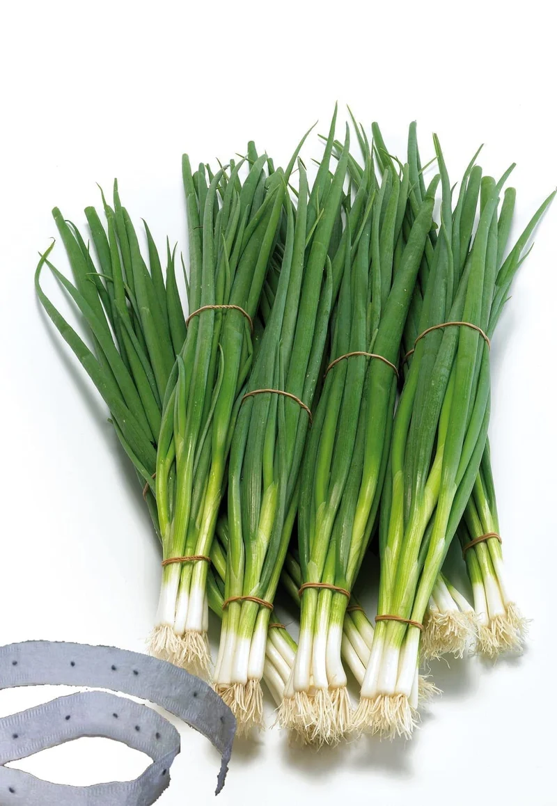 Oignon à botteler sur ruban ( Allium cepa ‘White Lisbon’)