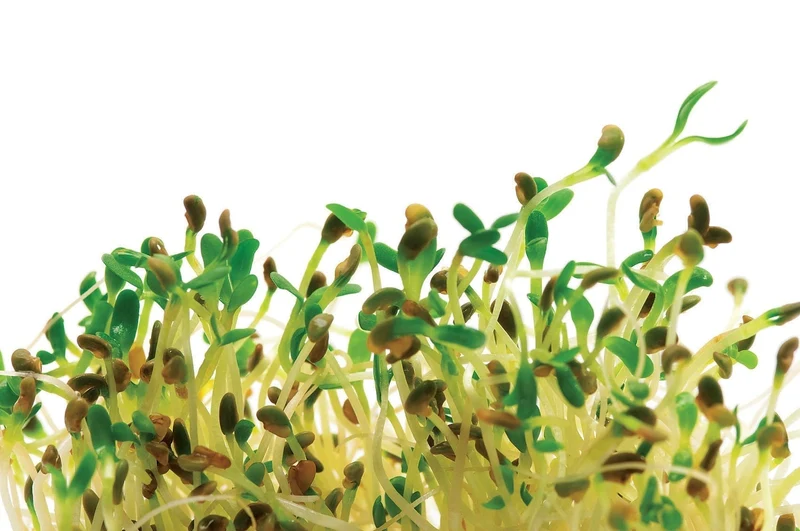 Germe de luzerne bio ( Medicago sativa )