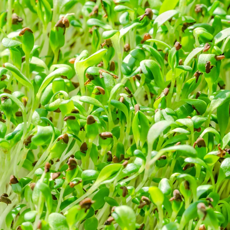 Germe de luzerne bio ( Medicago sativa )