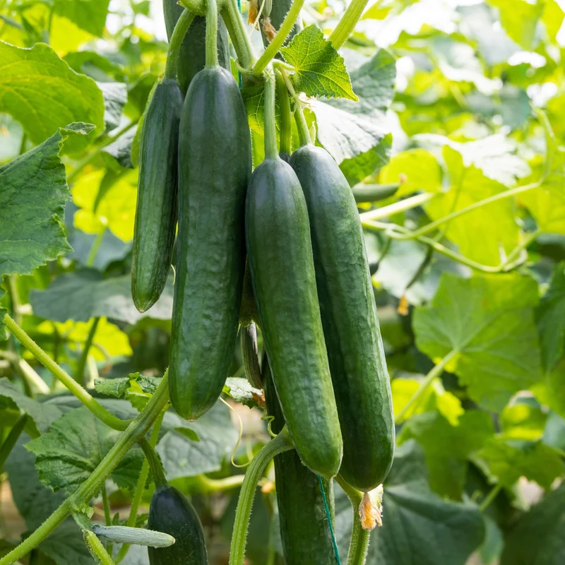 Concombre bio ( Cucumis sativus ‘Marketer’)