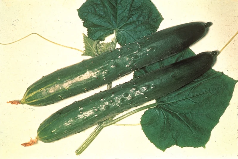 Concombre anglais bio ( Cucumis sativus ‘Burpless’)