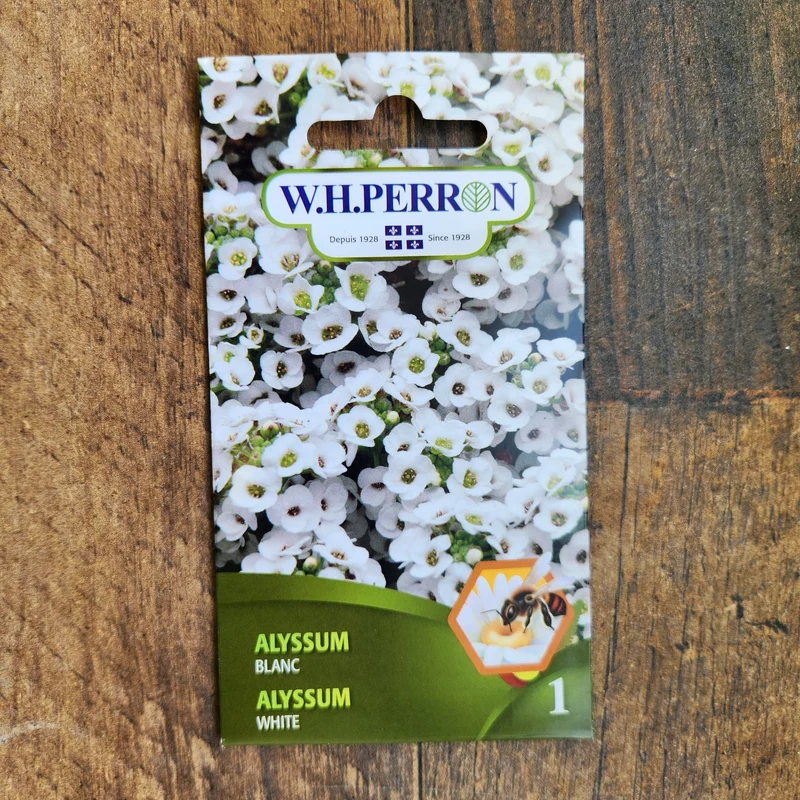 Alyssum blanc ( Lobularia maritima )