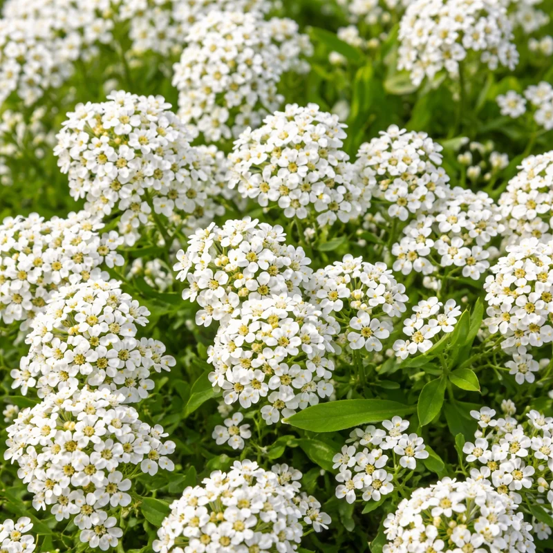 Alyssum blanc ( Lobularia maritima )