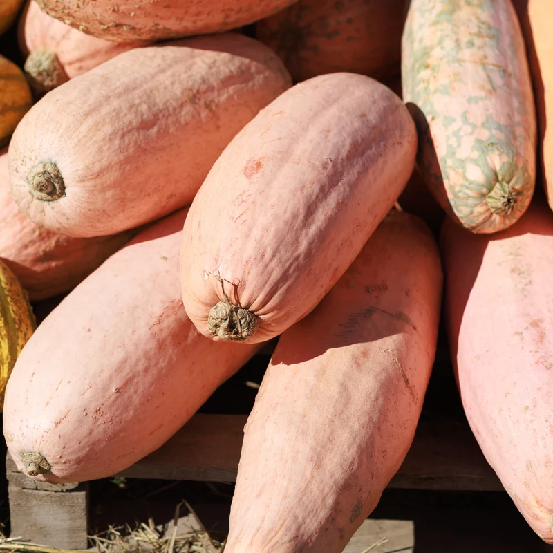 Courge d'hiver 'Jumbo Pink Banana'