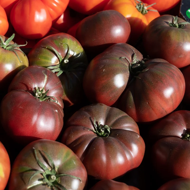 Tomate ancienne 'Black Krim'