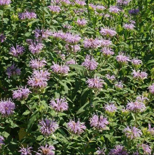 Monarde 'Bee Balm'