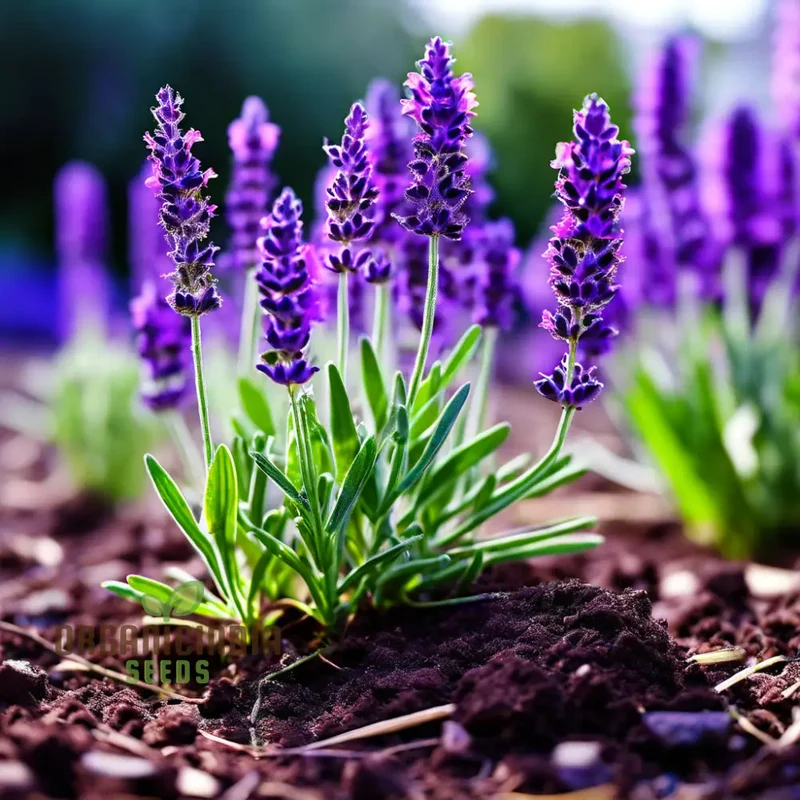 Purple Lavender Seeds – Fragrant Herb for Tranquil Garden & Aromatic Blooms