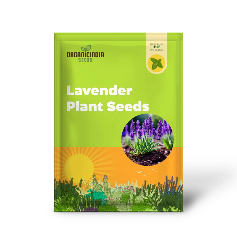 Purple Lavender Seeds – Fragrant Herb for Tranquil Garden & Aromatic Blooms