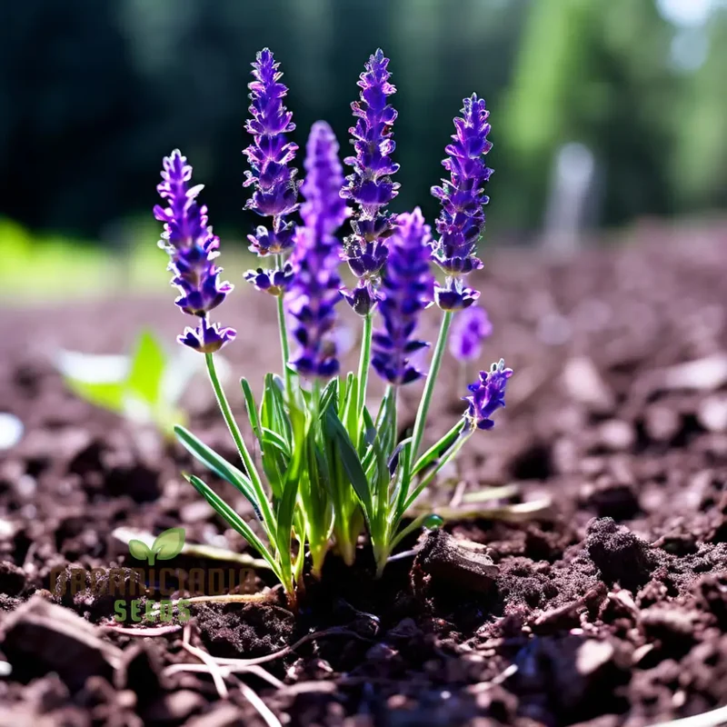 Purple Lavender Seeds – Fragrant Herb for Tranquil Garden & Aromatic Blooms