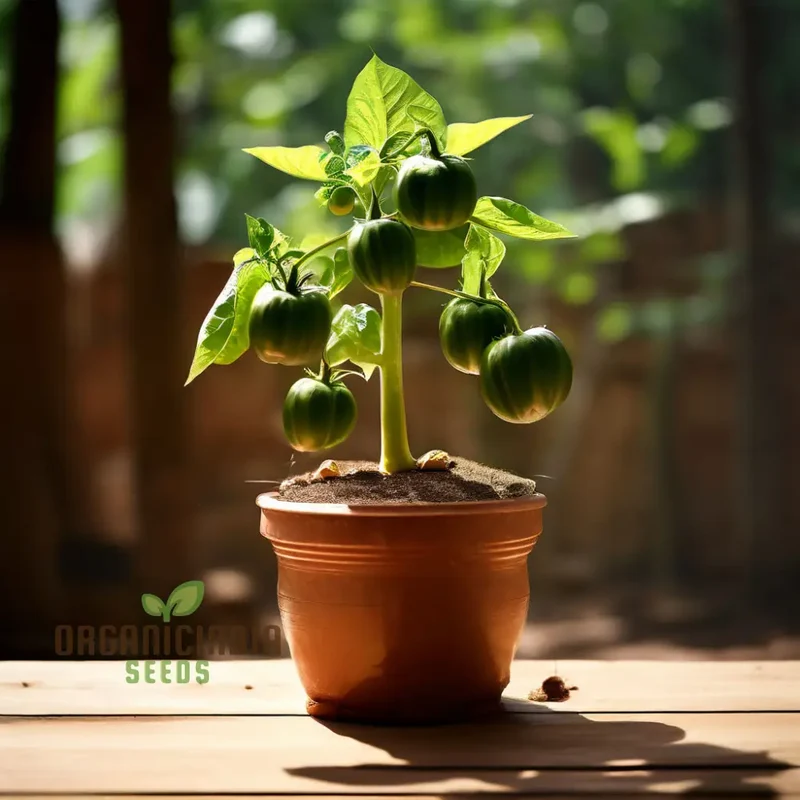 Premium Tomato Seeds, Grow Your Own Delicious Harvest with High-Quality Seeds For Planting