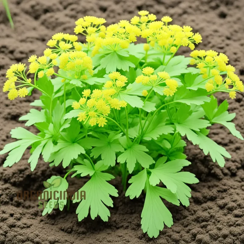 Light Green Lovage Plant Seeds – Premium Herb Seeds for Fresh Aromatic Leaves