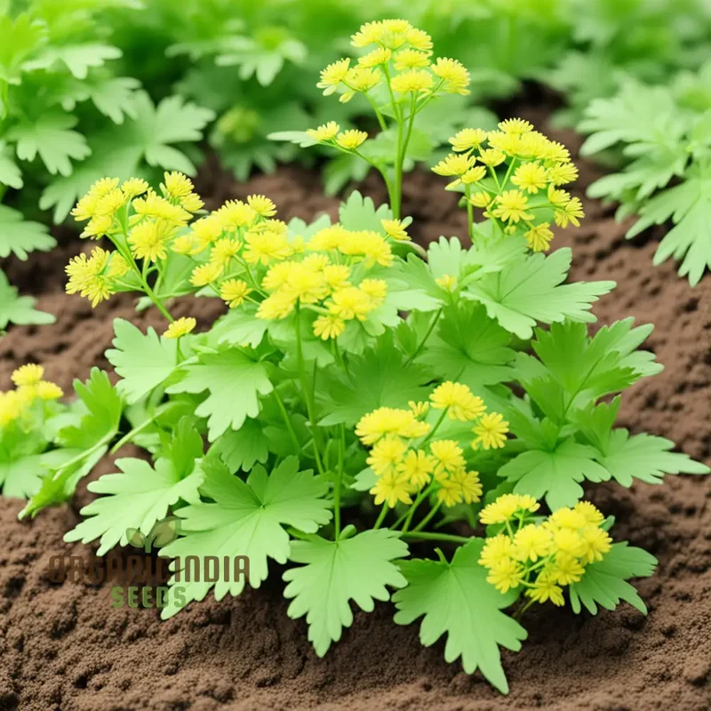 Light Green Lovage Plant Seeds – Premium Herb Seeds for Fresh Aromatic Leaves