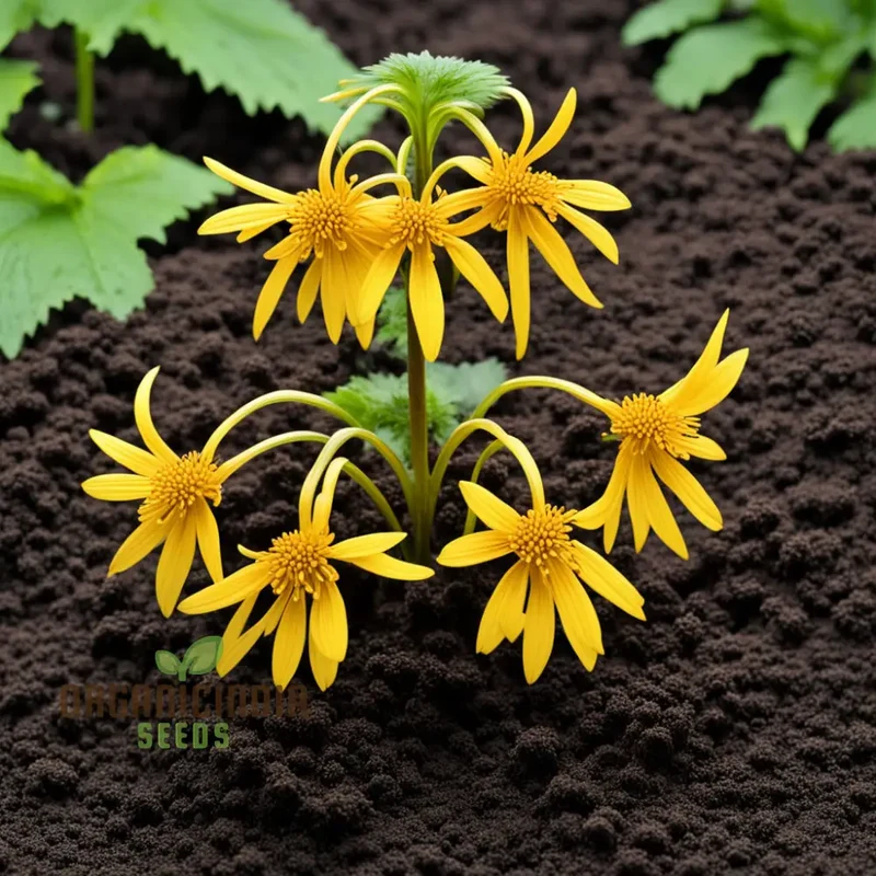 Ligularia Flower Seeds – Bold Eye-Catching Blooms & Lush Foliage for Garden Planting