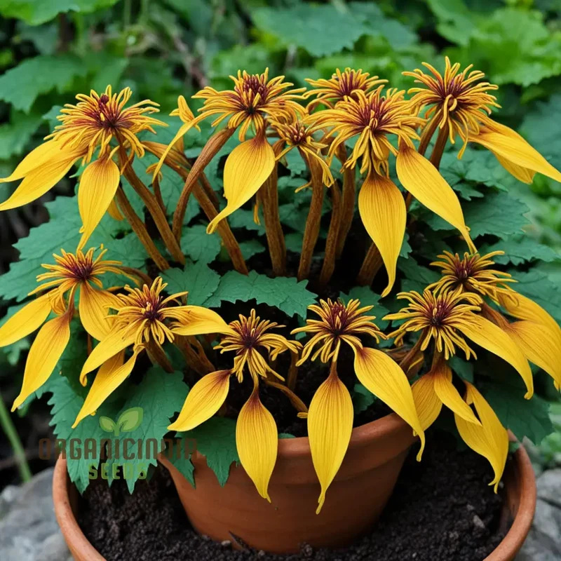 Ligularia Flower Seeds – Bold Eye-Catching Blooms & Lush Foliage for Garden Planting