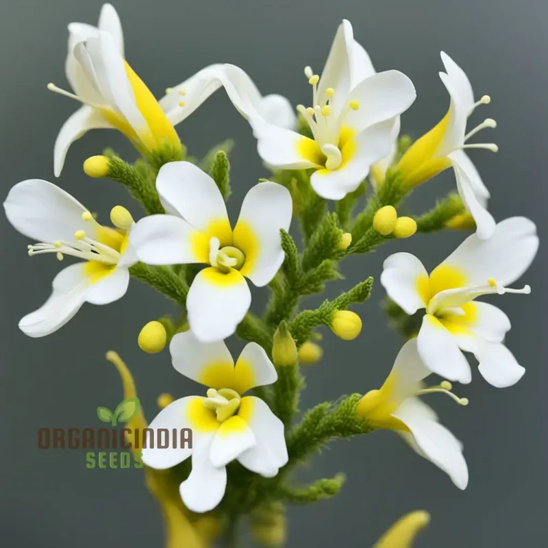 Yellow and White Alcee Ficifolia Flower Seeds Elevate Your Gardening Experience with Radiant Blooms and Stunning Colors