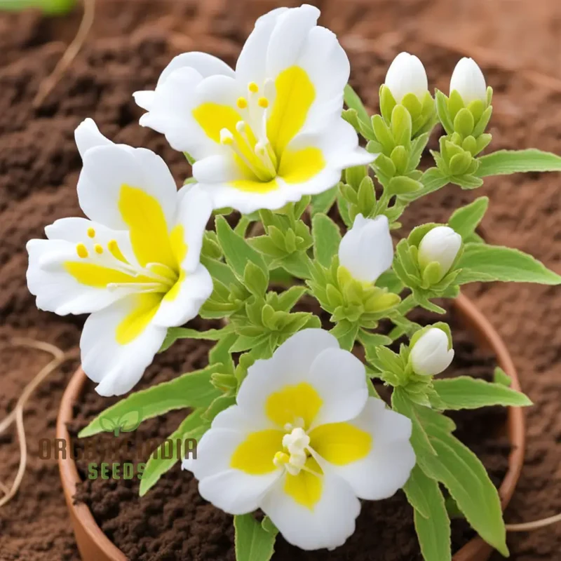 Yellow and White Alcee Ficifolia Flower Seeds Elevate Your Gardening Experience with Radiant Blooms and Stunning Colors