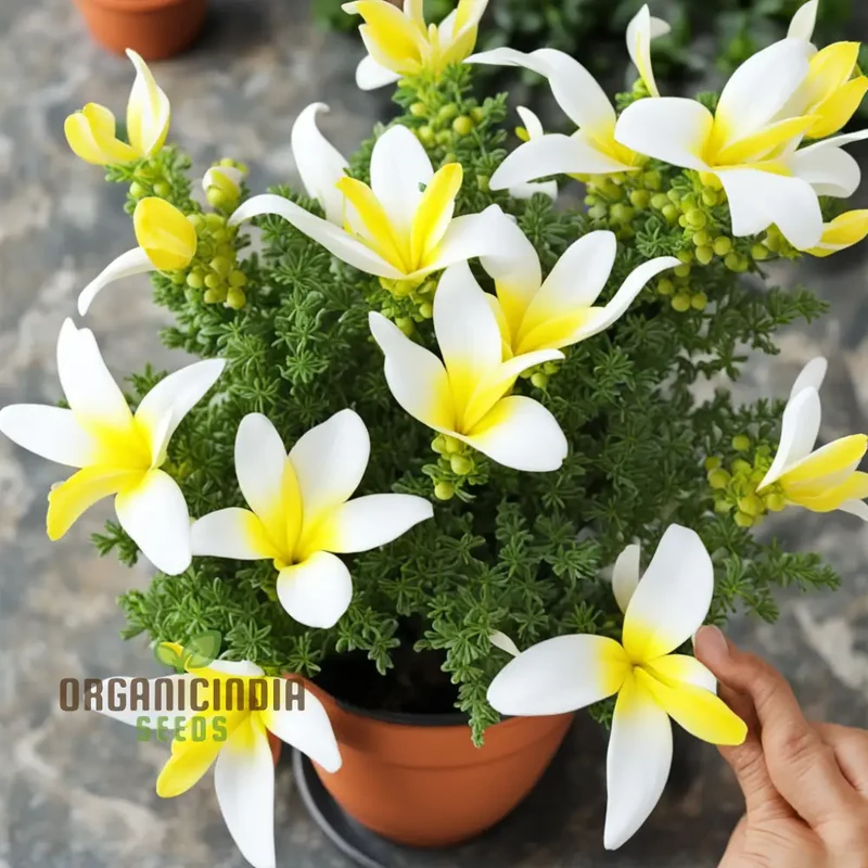 Yellow and White Alcee Ficifolia Flower Seeds Elevate Your Gardening Experience with Radiant Blooms and Stunning Colors