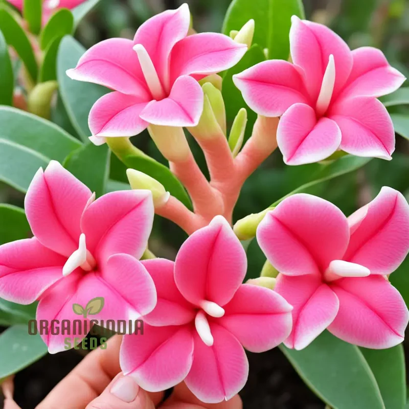 Pink Adenium Obesum Flower Seeds – Stunning Desert Rose Blooms for Pots, Bonsai Displays, Outdoor Gardens & Decorative Landscaping