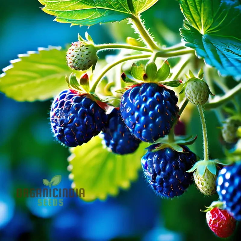 Blue Color Strawberry Fruit Seeds for Planting, Enhance Your Gardening Experience with Unique Fruit Seeds