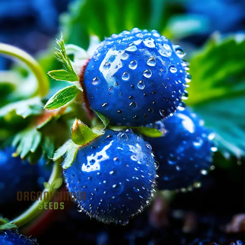 Blue Color Strawberry Fruit Seeds for Planting, Enhance Your Gardening Experience with Unique Fruit Seeds
