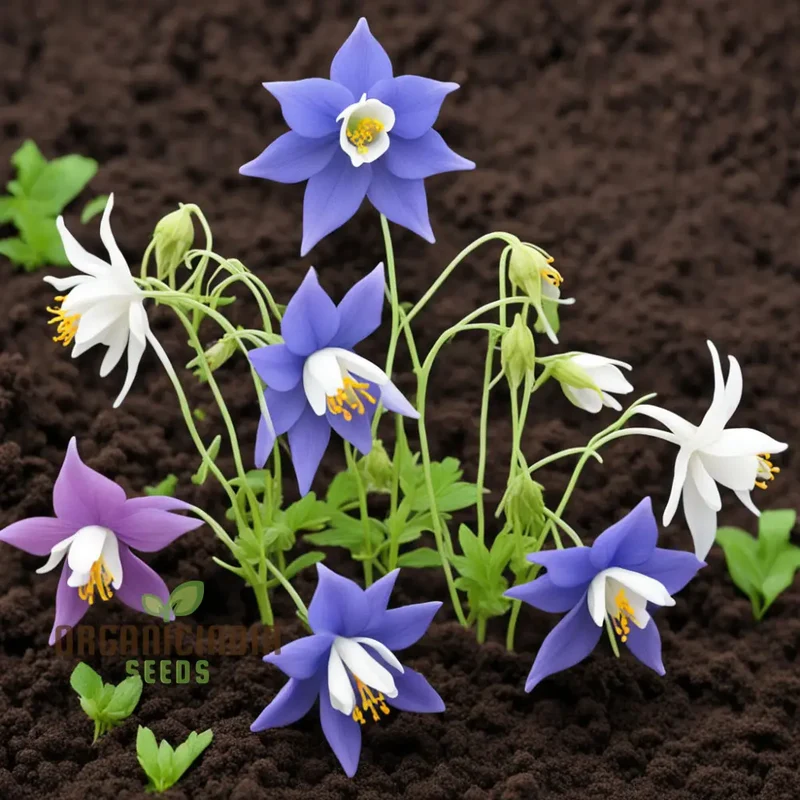 Columbine Flower Seeds - Graceful Blooms for Enchanting Garden Elegance