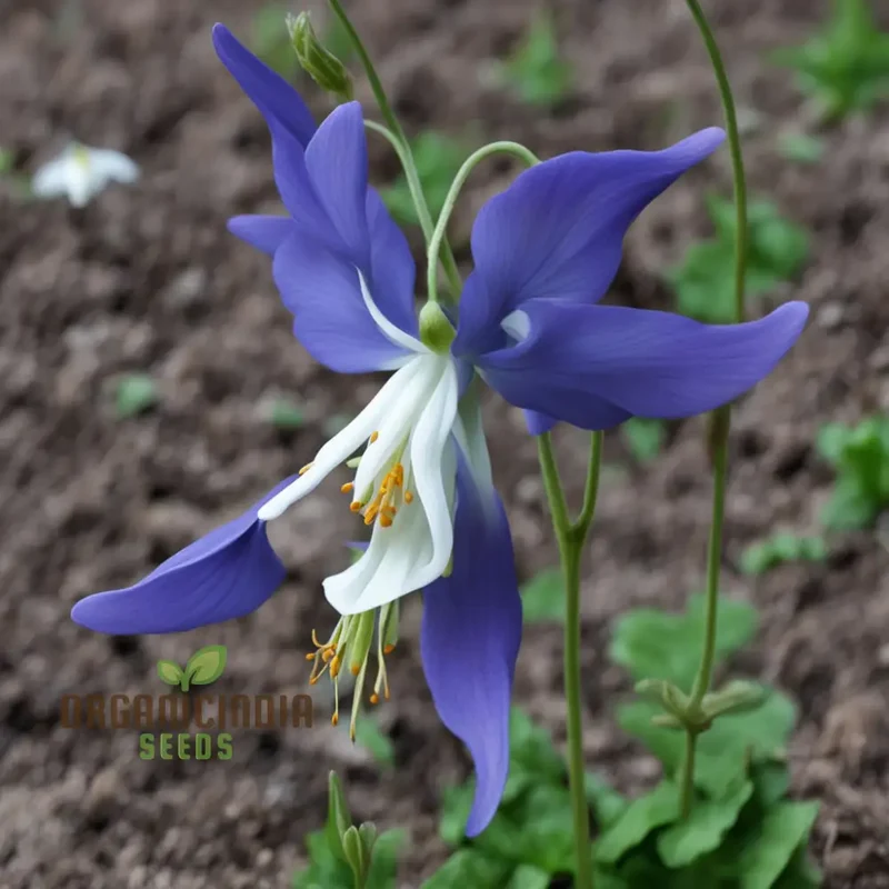 Columbine Flower Seeds - Graceful Blooms for Enchanting Garden Elegance