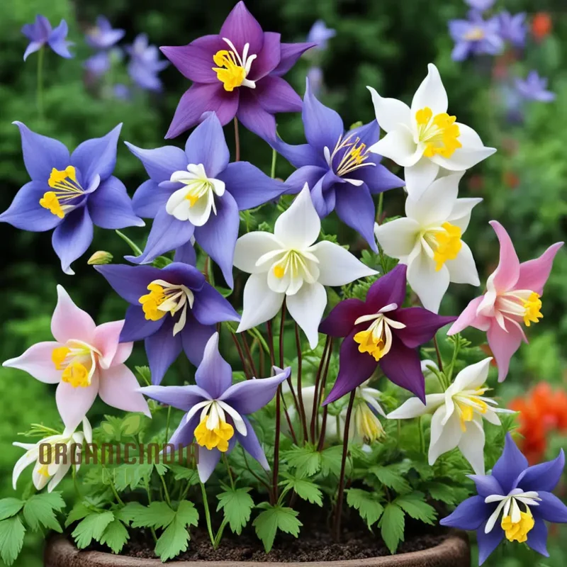 Columbine Flower Seeds - Graceful Blooms for Enchanting Garden Elegance
