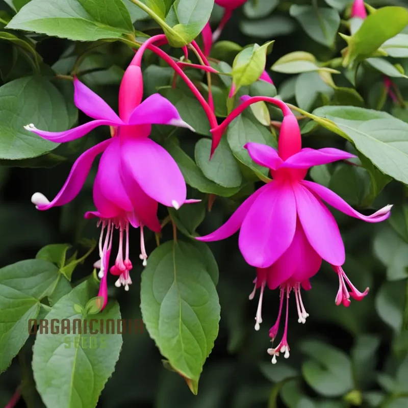 Purple and Red Fuchsia Seeds – Vibrant Hanging Garden Blooms