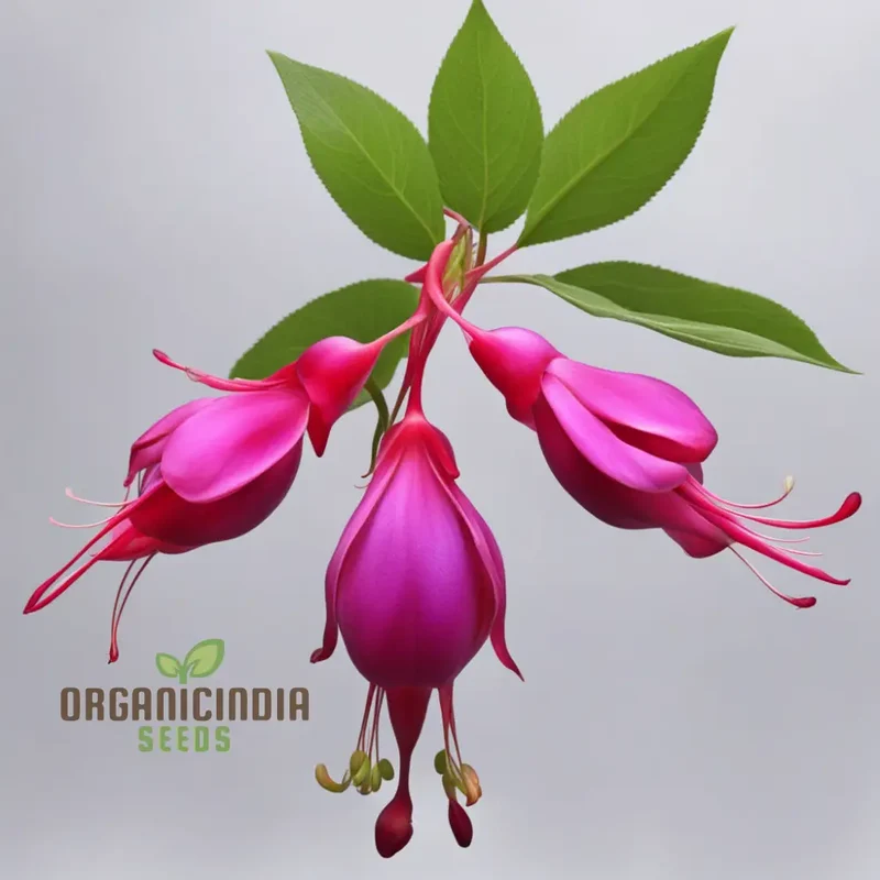 Purple and Red Fuchsia Seeds – Vibrant Hanging Garden Blooms
