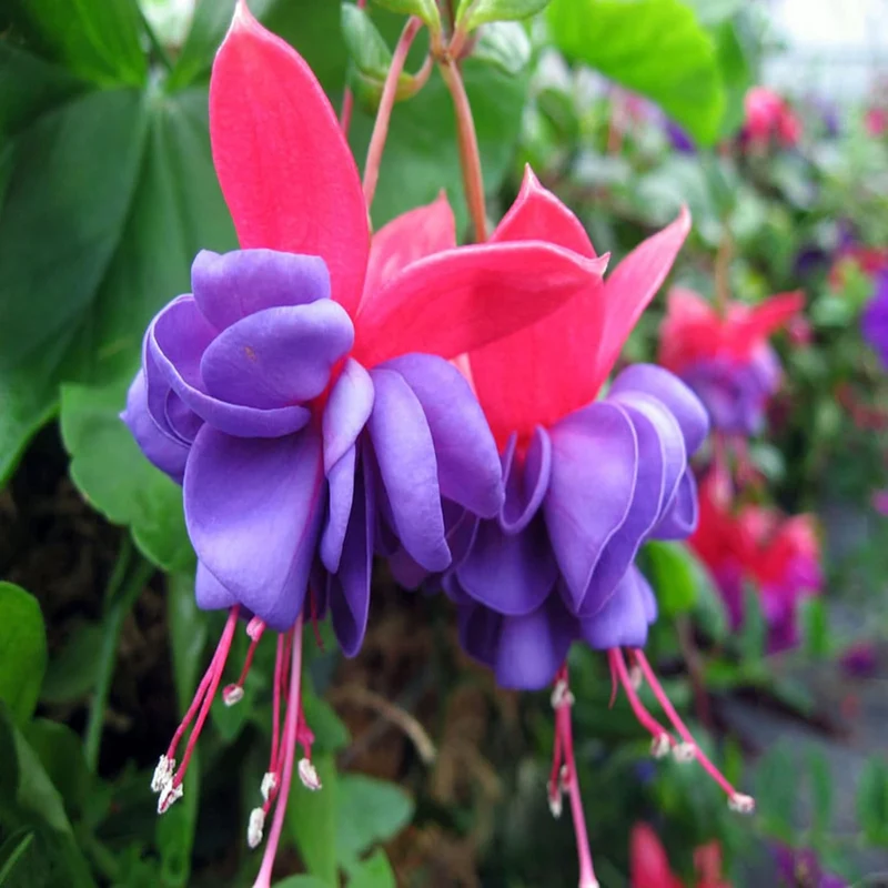 Purple and Red Fuchsia Seeds – Vibrant Hanging Garden Blooms