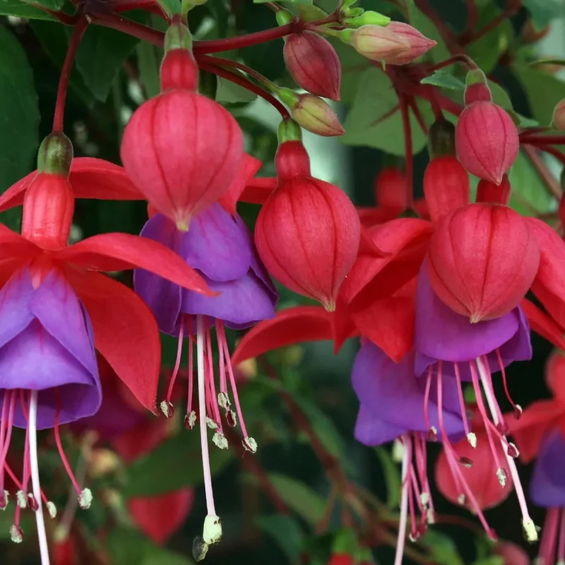 Purple and Red Fuchsia Seeds – Vibrant Hanging Garden Blooms