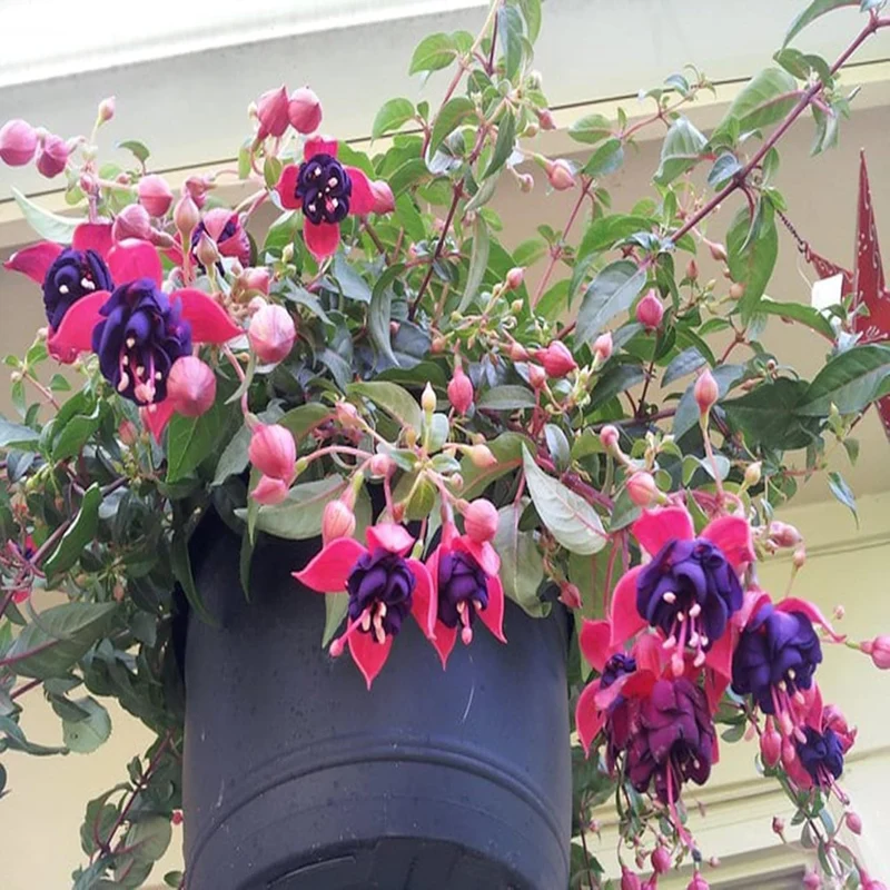 Purple and Red Fuchsia Seeds – Vibrant Hanging Garden Blooms