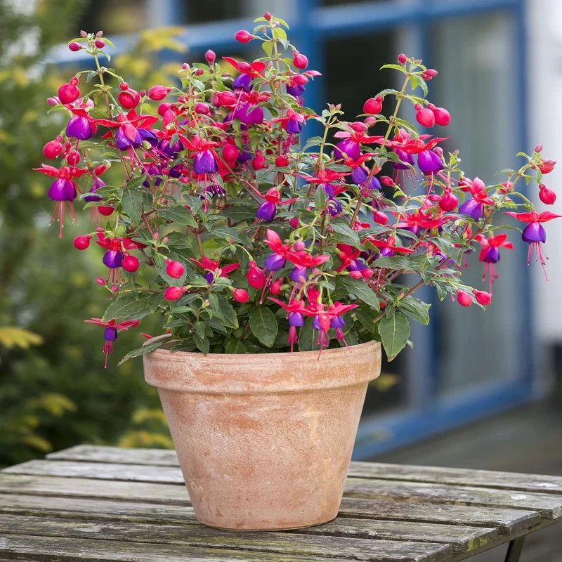 Purple and Red Fuchsia Seeds – Vibrant Hanging Garden Blooms