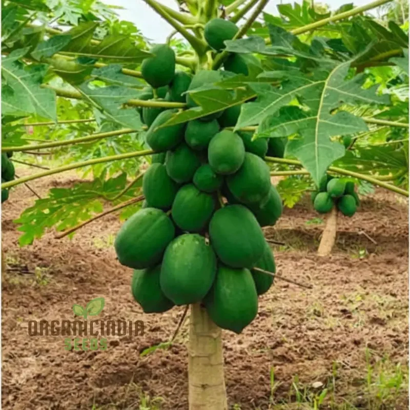 Green Papaya Fruit Seeds for Planting, Cultivate Your Garden with Fresh Exotic Fruit Seeds