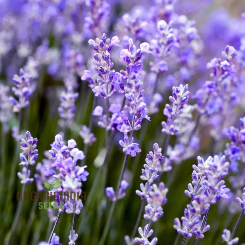 Munstead Lavender Seeds Elevate Your Gardening Experience with Fragrant Perennial Herb Blooms