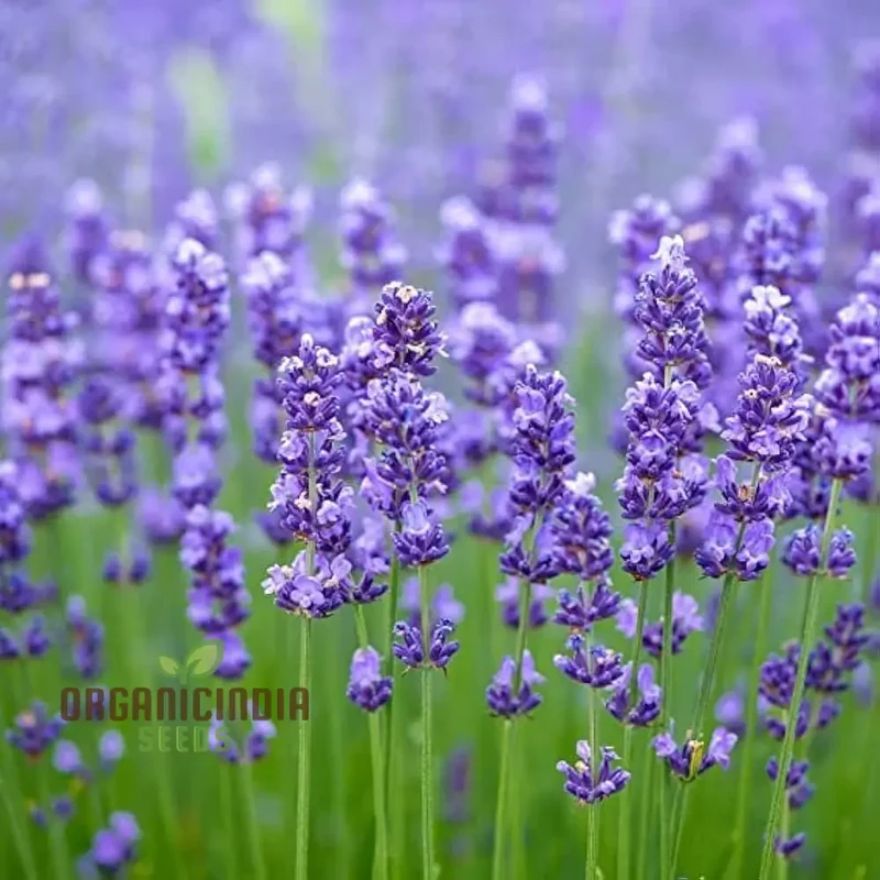 Munstead Lavender Seeds Elevate Your Gardening Experience with Fragrant Perennial Herb Blooms
